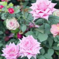 A Blooming Affair: Rose Romance at Gardens by the Bay 🇸🇬