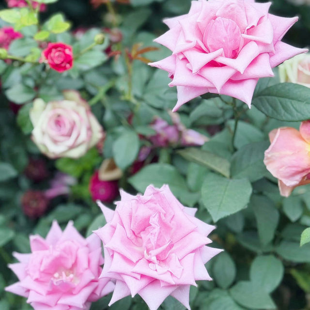 A Blooming Affair: Rose Romance at Gardens by the Bay 🇸🇬