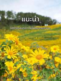 เที่ยวทุ่งบัวตอง ที่ดอยแม่อูคอ แม่ฮ่องสอน