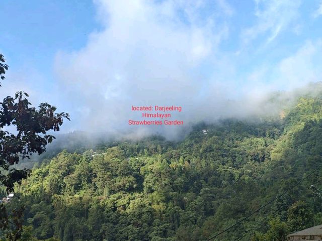 Agro tourism in kurseong hills. 