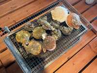 Shellfish beach baking buffet Amihama Shokudo– A Fresh Seafood Buffet restaurant in Kochi, Japan  