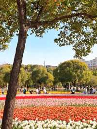 Secret Rose Field in Shanghai | Hidden Floral Wonderland with a White Castle 🌹🏰