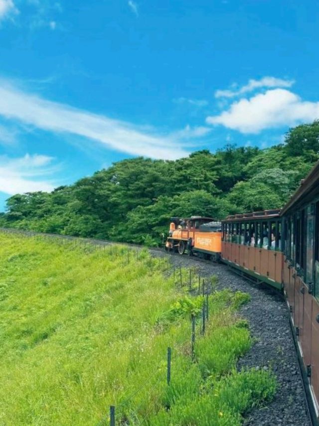 🇰🇷🚂💨 濟州島必去景點🌳森林小火車
