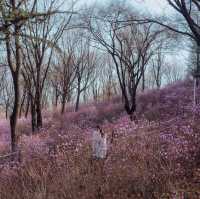 Jindallaedongsan Hill