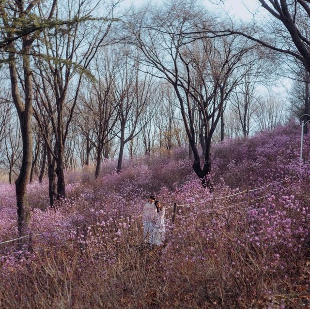 Jindallaedongsan Hill