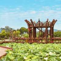 🌸✨ *Hoesan White Lotus Pond (회산 백련지): A Dreamy Sea of Sacred Blossoms* 🏞️💮