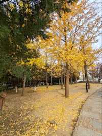 Autumn Splendor at Chaoyang Park
