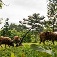 Kachonghills Tented Resort Trang