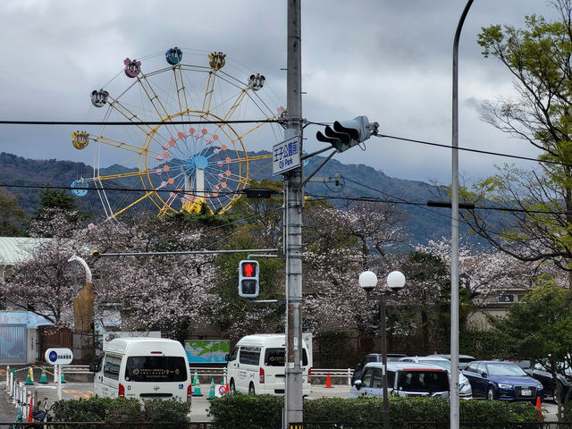 日本神戶櫻花祭必訪景點 日本神戶櫻花祭必訪景點