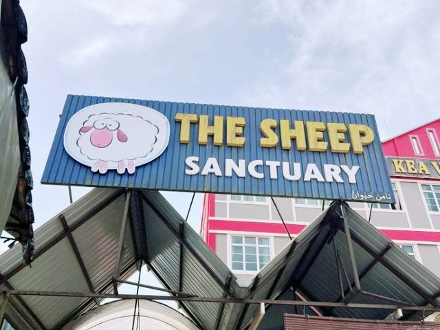 The Sheep Sanctuary: Soft Wool, Cool Air, Sweet Moments! 🍓🌿