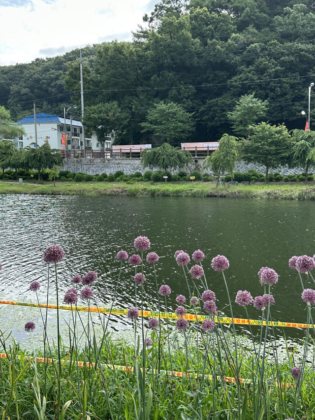 공주 수국 축제 / 유구색동 수국정원 꽃 축제💕