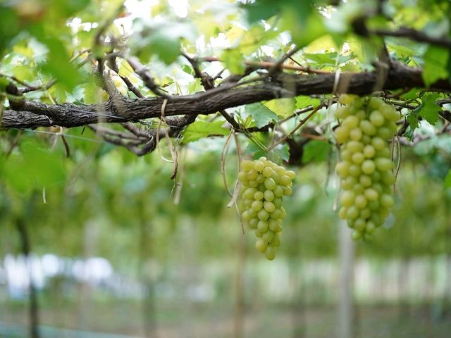 ไร่องุ่นมีสุข (Meesuk Farm Fest)