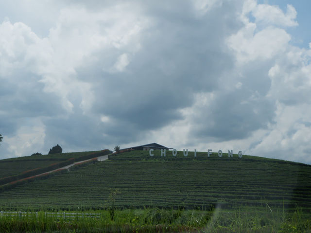 ดื่มชาร้านดัง วิวหลักล้าน“ไร่ชาฉุยฟง”