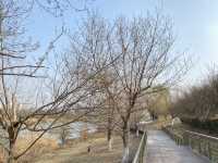秦淮河風光帶 🏞️ 自古的繁華處 風花雪月