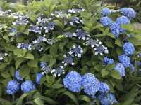 🌸 横浜新港中央広場の紫陽花から、ワールドポーターズ散策、エアキャビンで桜木町へ戻る旅