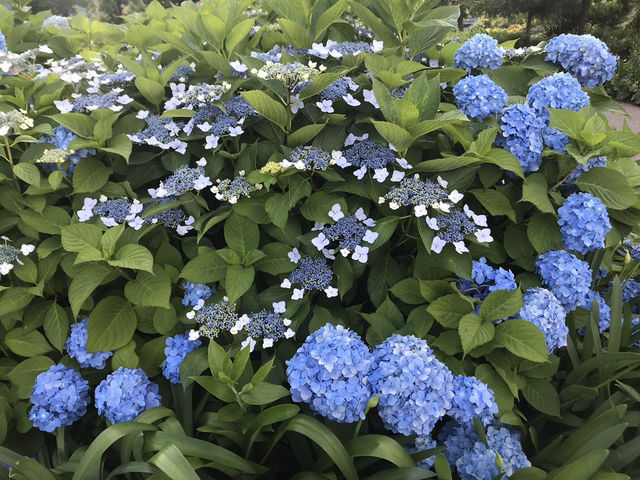 🌸 横浜新港中央広場の紫陽花から、ワールドポーターズ散策、エアキャビンで桜木町へ戻る旅