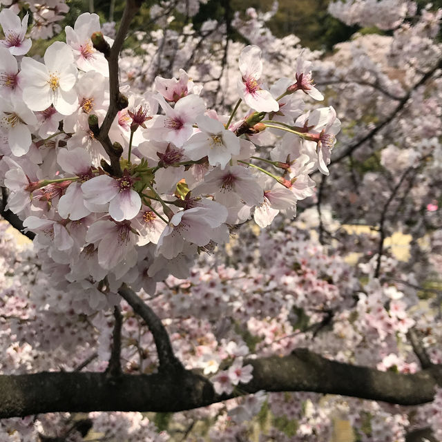 🌸都心の隠れ花見スポット：モモと桜が重なる早稲田鶴巻町🌸