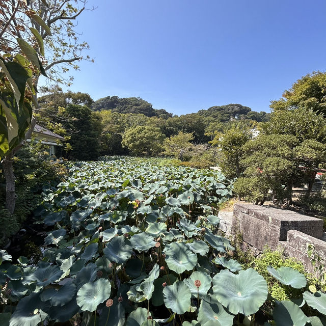 The Setting: Genpei Pond (源平池 - Genpei Ike)