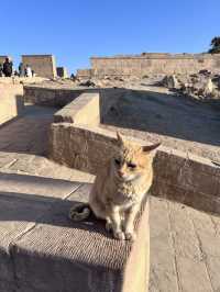 ［埃及旅遊］貓與女神的神殿🐈‍⬛菲萊島上的伊西斯傳說👸菲萊神殿