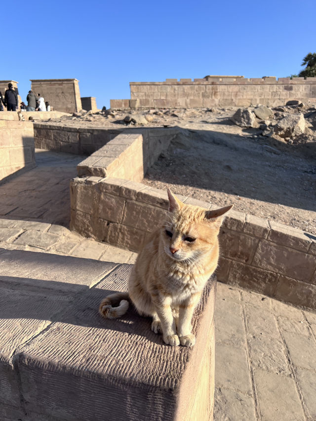 ［埃及旅遊］貓與女神的神殿🐈‍⬛菲萊島上的伊西斯傳說👸菲萊神殿