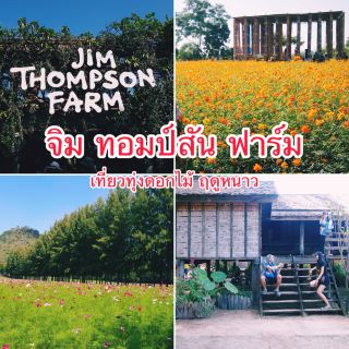 เที่ยวทุ่งดอกไม้ฤดูหนาว 