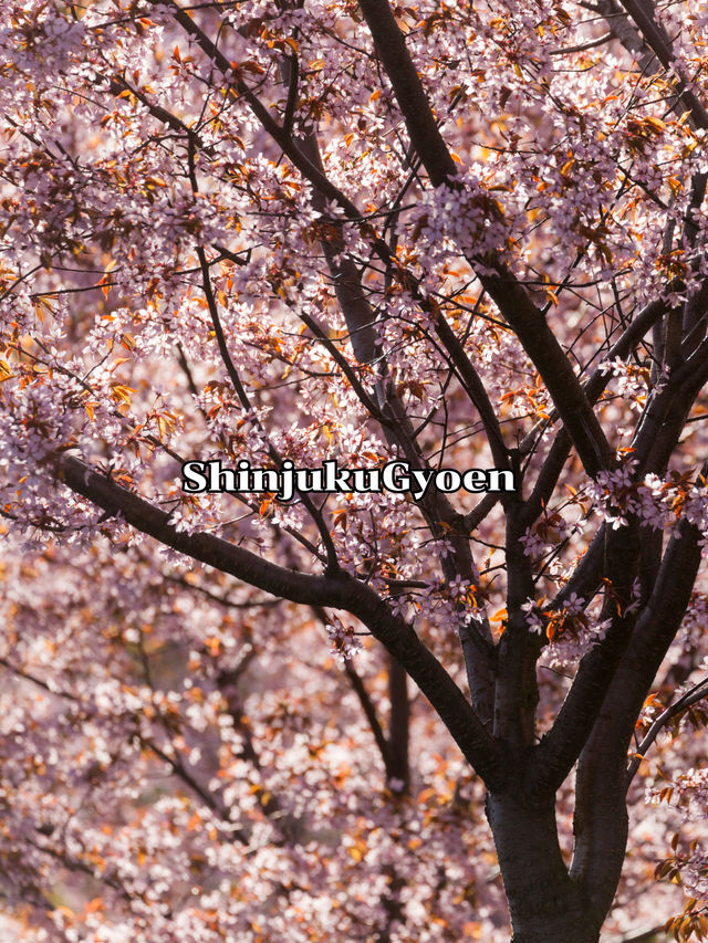 ShinjukuGyoen 