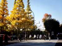 Meiji Jingu Gaien จุดชมใบไม้เปลี่ยนสีโตเกียว 🍂