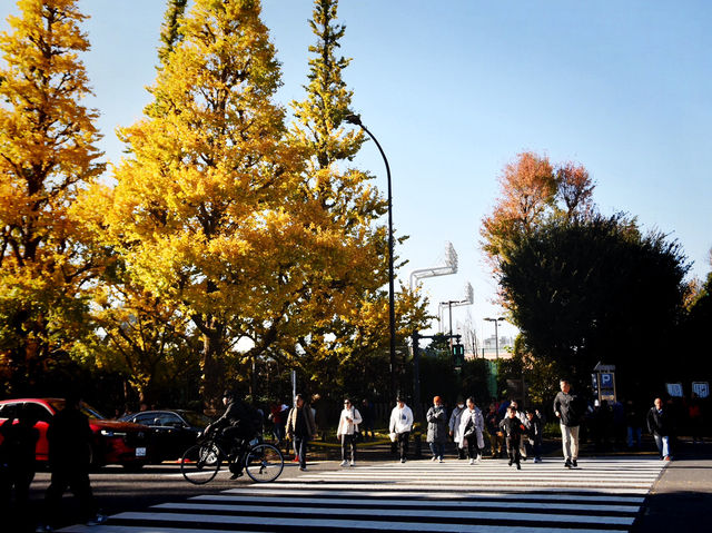 Meiji Jingu Gaien จุดชมใบไม้เปลี่ยนสีโตเกียว 🍂