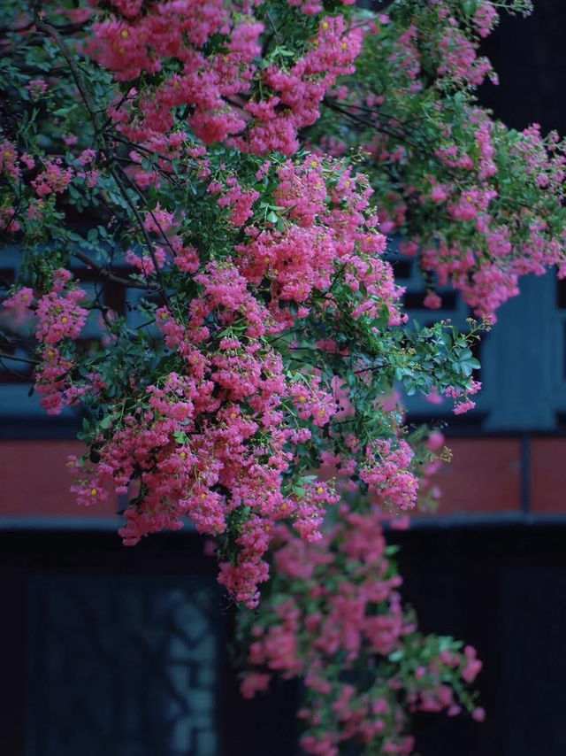 🌸 Dujiangyan – A Thousand-Year Symphony of Purple Blossoms 🌸