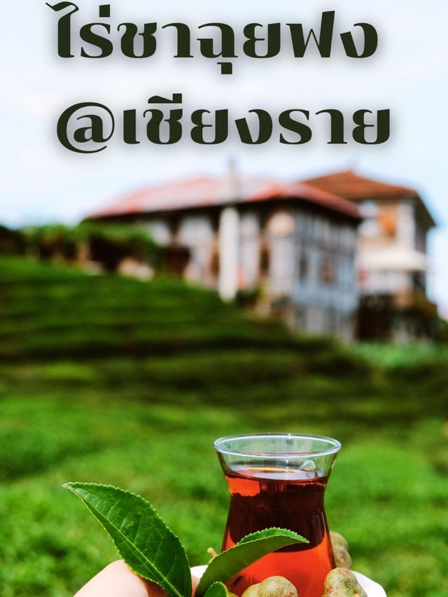 ไร่ชาฉุยฟง @เชียงราย ไร่ชาฉุยฟง @เชียงราย