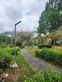 深圳梧桐山慢活行⛰️最強登山路線/打卡景點/交通懶人包✨