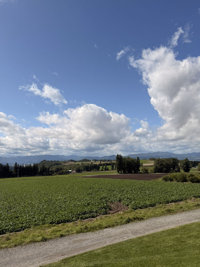 【北海道】富良野の絶景で味わう極上ジンギスカン🐑🔥