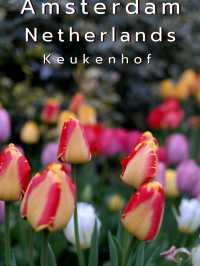 Amsterdam @ Netherlands