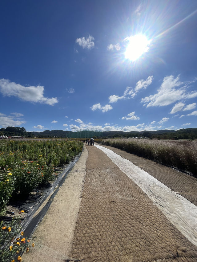 Best autumn escapes near Seoul-Nari Park in Yangju