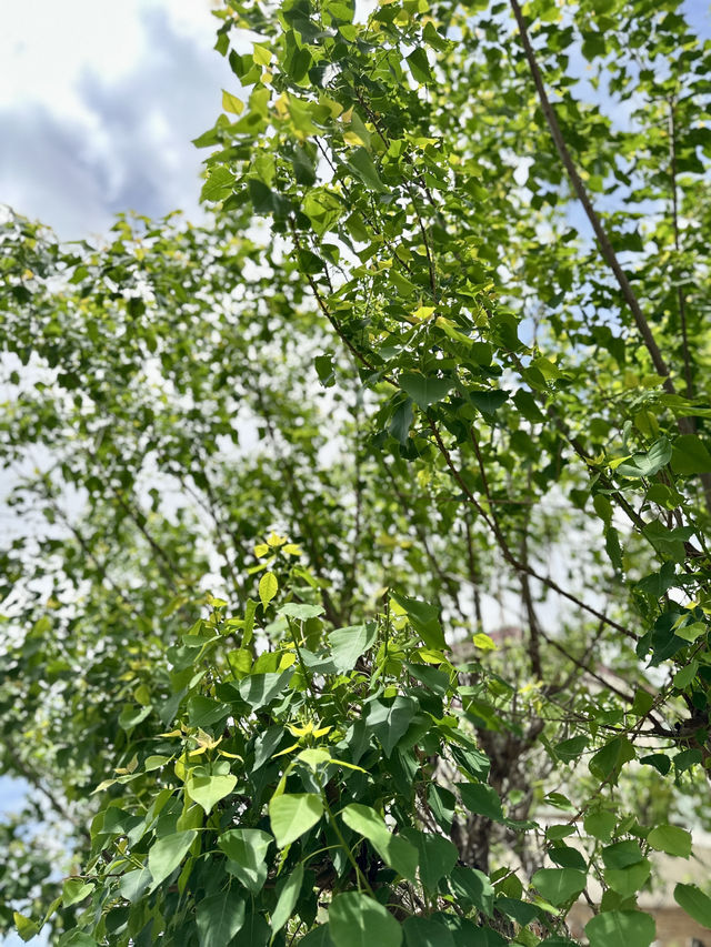 Campsie 第八巷道漫步，追尋春日藍花楹的紫色詩意