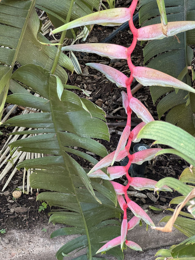 【オーストラリア・ダーウィン】水と緑に癒される「Botanic Garden Fountain」🌿💧🌺
