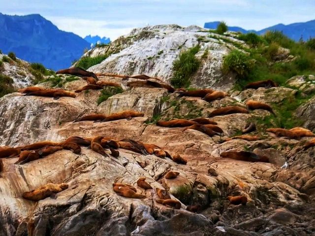 ❄️ Glacier Bay National Park – Alaska’s Living Ice Kingdom