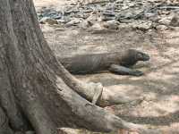 Komodo Wonders🌿 One Day Trip