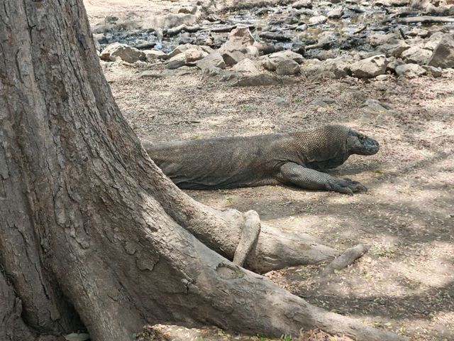 Komodo Wonders🌿 One Day Trip