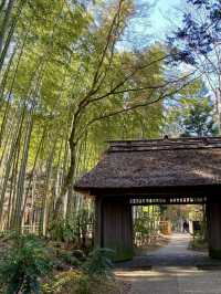 🍃 Nature, Architecture, and Sweets at Toraya Kobo in Gotemba