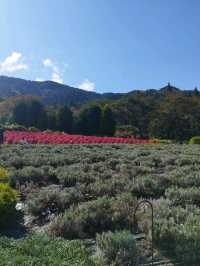 蒜山香草樂園