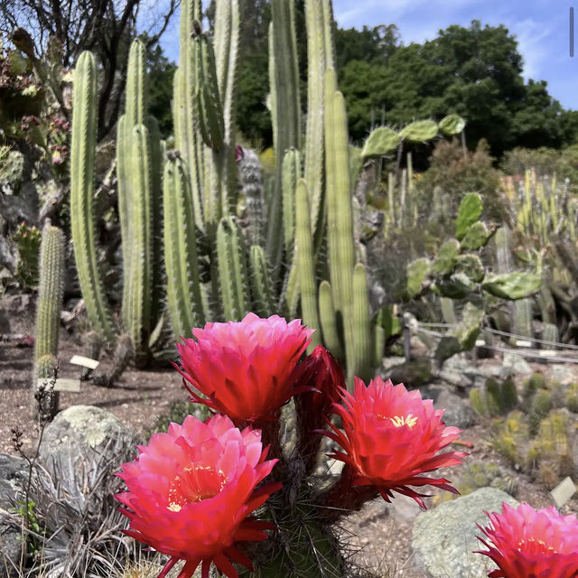 University of California Botanical Garden