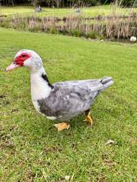 🌿悉尼北區秘境一日遊|離城市最近的「世界公園」