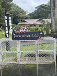 อุทยานแม่ตะไคร้ — สูดอากาศบริสุทธิ์พร้อมเพื่อนขนฟู