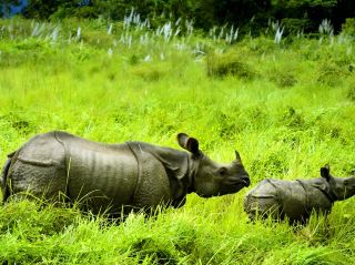 초원의 풀을 흔드는 코뿔소의 숨결