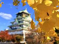 大阪｜連兩年造訪大阪城 看秋日銀杏與楓紅的別樣美感