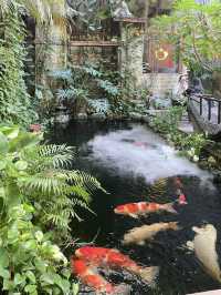 一秒穿越江南水鄉💕荷蘭花卉小鎮(水一方茶館)錦鯉茶館禪意十足