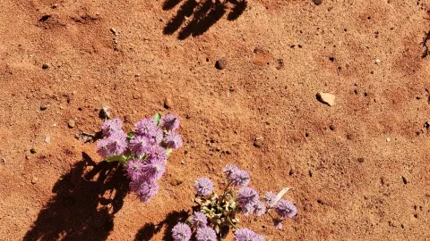 นี่คือคู่มือท่องเที่ยวที่ไม่เหมือนใคร และสถานที่ลับๆ ในแคนเบ — traveler post in Acton