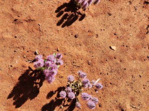 นี่คือคู่มือท่องเที่ยวที่ไม่เหมือนใคร และสถานที่ลับๆ ในแคนเบอร์ราที่คุณต้องไปเยือนสักครั้งในชีวิต 😎🌏

สถานที่ท่องเที่ยวยอดนิยมในแคนเบอร์รา 🇦🇺
อย่าพลาดสวนพฤกษศาสตร์แห่งชาติออสเตรเลีย (Clunies Ross St, Acton ACT, เปิดทุกวัน 8:30 น. – 17:00 น.) – โอเอซิสที่เงียบสงบและเหมาะสำหรับการถ่ายภาพดอกไม้แบบใกล้ชิด! สำหรับการเดินป่าที่ไม่เหมือนใคร ลองเดินเส้นทาง Granite Tor ในอุทยานแห่งชาติ Namadgi; วิวจากยอดเขานั้นให้ความรู้สึกถึงธรรมชาติอย่างแท้จริง หิวหลังจากสำรวจแล้วใช่ไหม? แวะไปที่ร้านอาหาร Banana Leaf (Ainslie Shops, 4/11 Edgar St, เปิดทุกวันตั้งแต่ 12:00 น.) เพื่อลิ้มลองอาหารศรีลังกาจานพิเศษ – kottu roti และ string hoppers นั้นคุ้มค่าอย่างแน่นอน

หากคุณชื่นชอบการถ่ายภาพดอกไม้ สวนและเส้นทางธรรมชาติในแคนเบอร์ราจะมอบแรงบันดาลใจไม่รู้จบ ฉันพบว่าการไปในตอนเช้าตรู่จะให้แสงที่ดีกว่าและคนน้อยกว่า ทำให้ได้ผลลัพธ์ที่คุ้มค่าเป็นพิเศษ ที่ร้าน Banana Leaf อาหารมีปริมาณเยอะ ดังนั้นอย่าสั่งมากเกินไป — และถ้าคุณเป็นมังสวิรัติ แกงกะหรี่ที่นี่อร่อยมาก 🔥

วิธีเดินทาง: ในแคนเบอร์รา มีรถประจำทางวิ่งไปยังสถานที่สำคัญต่างๆ เป็นประจำ สำหรับ Granite Tor คุณต้องใช้รถยนต์ส่วนตัว (ที่จอดรถหาง่ายใกล้กับ Orroral Valley)

#CanberraUncovered #HiddenGems #BananaLeafEats #BotanicalGardens #TravelHacks