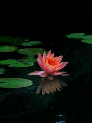 🪷 Summer Romance | Water Lilies in Yueyang